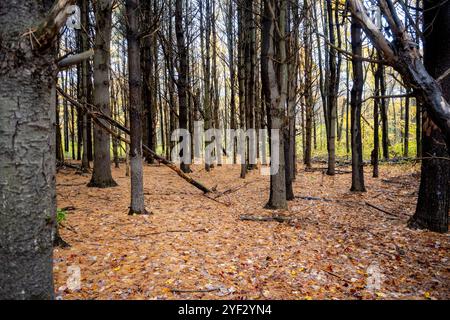 Tableau de troncs de pin dans la forêt avec des feuilles sur le sol. Banque D'Images
