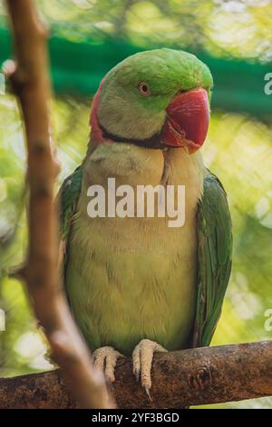 Agapornis fischeri assis sur une branche au parc Papago Banque D'Images