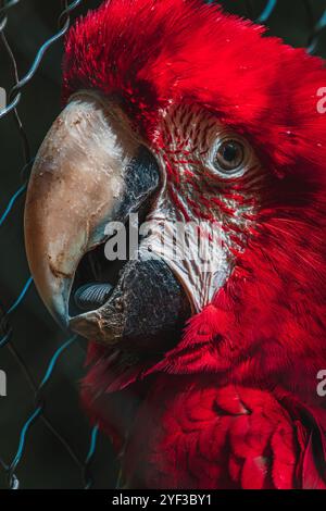 Portrait de perroquet d'aras rouge au parc Papago Banque D'Images