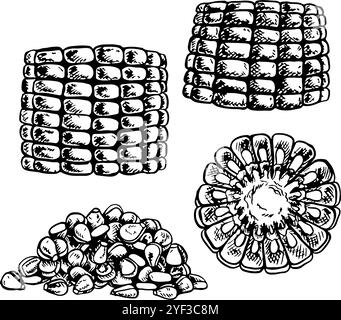 Un ensemble avec du maïs. Épis de maïs tranchés et une poignée de grains. Graphiques vectoriels. Illustration dessinée à la main en noir et blanc. Sur fond blanc. Idéal pour Illustration de Vecteur