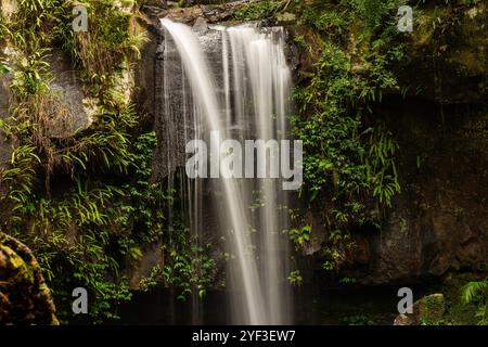 Curtis Falls est une attraction touristique populaire dans Tamborine National Park, Queensland, Australie. Il est connu pour sa cascade étonnante Banque D'Images