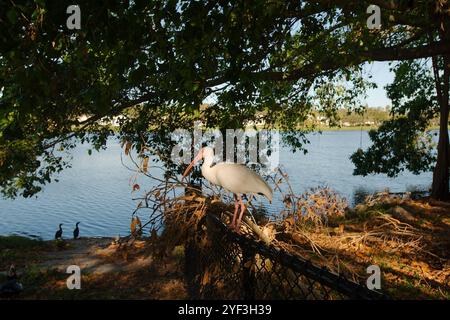 Profil American White Ibis perché sur une clôture avec des arbres banyan soleil matinal et ombre Crescent Lake Park, Petersburg, Floride. Lac dans le backgro Banque D'Images