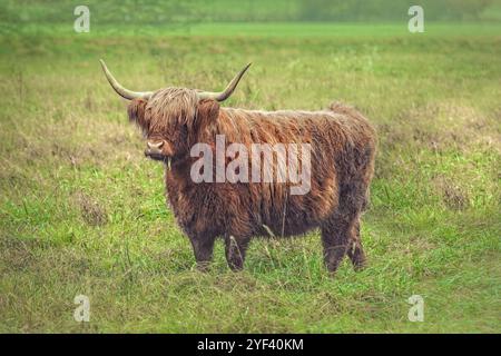 Belle vache montagneuse sur la prairie avec d'autres vaches Banque D'Images