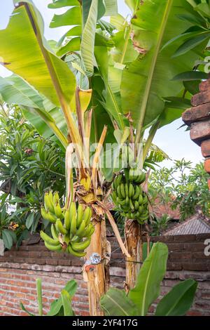 Cavendish Bananas, groupe de cultivars de bananes AAA (cultivars triploïdes de Musa acuminata), arbre à Denpasar Bali Indonésie, octobre 2024 Banque D'Images