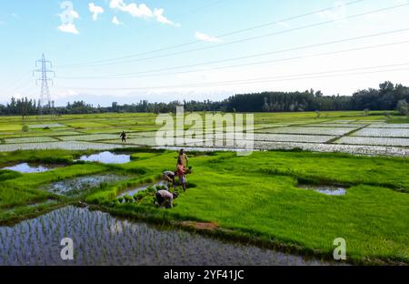 Le 7 juillet 2019, les agriculteurs cachemiriens cultivent du riz dans les rizières de la banlieue de Srinagar, dans le Cachemire sous administration indienne. Le riz est un aliment de base dans la vallée du Cachemire et la récolte de riz est la culture la plus abondamment cultivée dans l'État de Jammu-et-Cachemire. Les cultures de paddy sont considérées comme faisant partie du riche patrimoine culturel de la vallée du Cachemire Banque D'Images