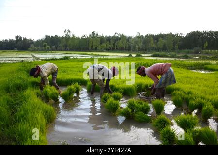 Le 7 juillet 2019, les agriculteurs cachemiriens cultivent du riz dans les rizières de la banlieue de Srinagar, dans le Cachemire sous administration indienne. Le riz est un aliment de base dans la vallée du Cachemire et la récolte de riz est la culture la plus abondamment cultivée dans l'État de Jammu-et-Cachemire. Les cultures de paddy sont considérées comme faisant partie du riche patrimoine culturel de la vallée du Cachemire Banque D'Images