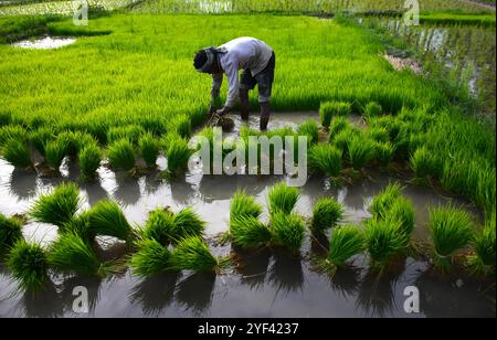 Le 7 juillet 2019, les agriculteurs cachemiriens cultivent du riz dans les rizières de la banlieue de Srinagar, dans le Cachemire sous administration indienne. Le riz est un aliment de base dans la vallée du Cachemire et la récolte de riz est la culture la plus abondamment cultivée dans l'État de Jammu-et-Cachemire. Les cultures de paddy sont considérées comme faisant partie du riche patrimoine culturel de la vallée du Cachemire Banque D'Images