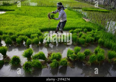 Le 7 juillet 2019, les agriculteurs cachemiriens cultivent du riz dans les rizières de la banlieue de Srinagar, dans le Cachemire sous administration indienne. Le riz est un aliment de base dans la vallée du Cachemire et la récolte de riz est la culture la plus abondamment cultivée dans l'État de Jammu-et-Cachemire. Les cultures de paddy sont considérées comme faisant partie du riche patrimoine culturel de la vallée du Cachemire Banque D'Images