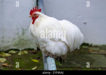 Nancy, France - vue sur un mâle Pekin Bantam perché sur une barre de métal dans un poulailler dans un parc de la ville de Nancy. Banque D'Images