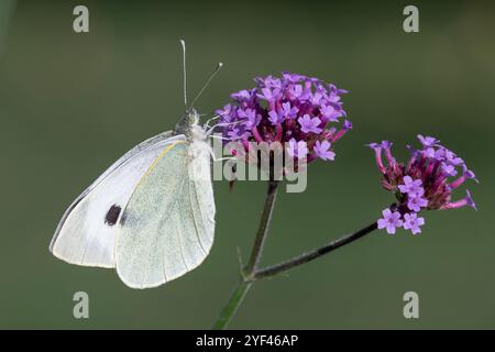 Nancy, France - vue sur un papillon Pieris brassicae buvant sur des fleurs violettes. Banque D'Images