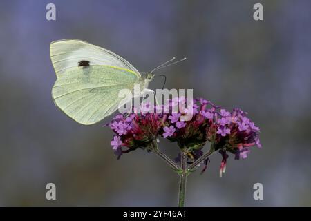 Nancy, France - vue sur un papillon Pieris brassicae buvant sur des fleurs violettes. Banque D'Images