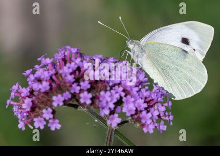 Nancy, France - vue sur un papillon Pieris brassicae buvant sur des fleurs violettes. Banque D'Images