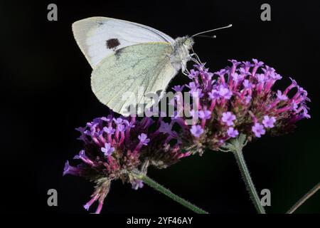 Nancy, France - vue sur un papillon Pieris brassicae buvant sur des fleurs violettes. Banque D'Images