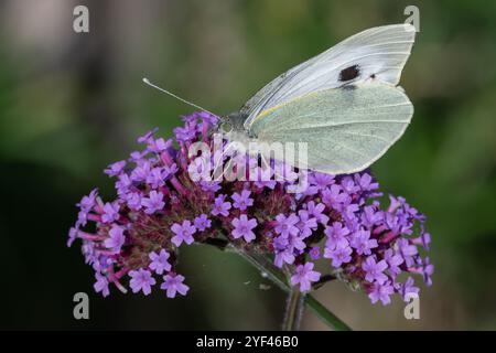 Nancy, France - vue sur un papillon Pieris brassicae buvant sur des fleurs violettes. Banque D'Images