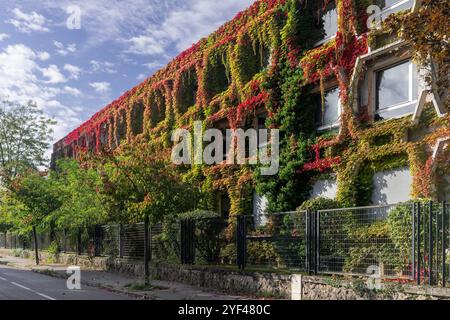 Nancy, France - vue d'un complexe d'immeubles de bureaux construit dans les années 1970 et recouvert de crampon de Virginie aux couleurs de l'automne. Banque D'Images