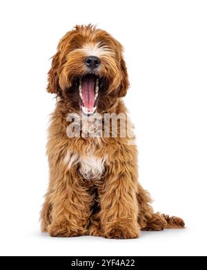 Adorable jeune chiot labradoodle avec des taches blanches, assis face à l'avant. Bouche grande ouverte montrant les dents. Isolé sur fond blanc. Banque D'Images