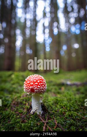 Un champignon rouge Amanita, connu sous le nom d'Amanita muscaria, pousse dans une forêt d'automne. La casquette rouge éclatante avec des taches blanches se distingue de la forêt Banque D'Images