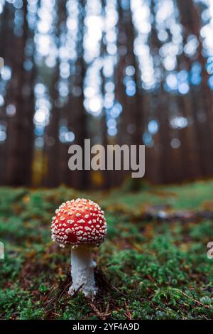 Un champignon rouge Amanita, connu sous le nom d'Amanita muscaria, pousse dans une forêt d'automne. La casquette rouge éclatante avec des taches blanches se distingue de la forêt Banque D'Images