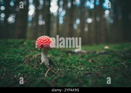 Un champignon rouge Amanita, connu sous le nom d'Amanita muscaria, pousse dans une forêt d'automne. La casquette rouge éclatante avec des taches blanches se distingue de la forêt Banque D'Images