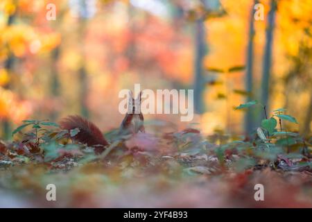 Un curieux écureuil roux (Sciurus vulgaris) explore ses environs dans une forêt d’automne. Les couleurs éclatantes de l'automne créent une toile de fond pittoresque pour le Banque D'Images