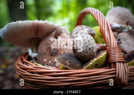 Un panier rempli de champignons frais et comestibles se trouve sur le sol de la forêt dans un cadre d'automne. La scène capture les couleurs et les textures éclatantes de th Banque D'Images