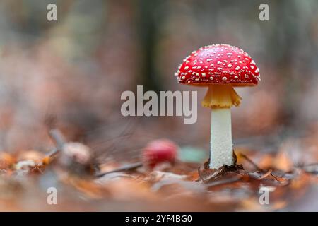 Un champignon agarique à la mouche (Amanita muscaria) pousse en bonne place dans une forêt d'automne. La casquette rouge éclatante avec des taches blanches se détache contre la terre Banque D'Images