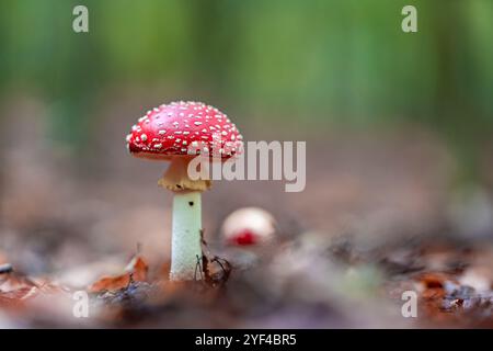 Un champignon agarique à la mouche (Amanita muscaria) pousse en bonne place dans une forêt d'automne. La casquette rouge éclatante avec des taches blanches se détache contre la terre Banque D'Images