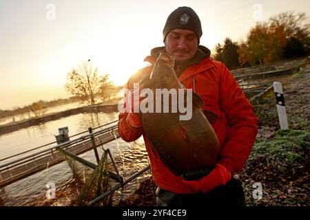 Veckenstedt, Allemagne. 03 Nov, 2024. Konrad Steinemann, un employé de Teichwirtschaft Veckenstedt, récupère une carpe miroir de l'étang tout en pêchant dans le réservoir de rétention. Les pêcheurs de Veckenstedt gèrent plusieurs étangs et récoltent de nombreuses tonnes de carpes et autres poissons comestibles ici chaque année. Cette saison, ils ont récolté 10 tonnes de carpes. Ce poisson populaire est servi à Noël et à la Saint-Sylvestre. Crédit : Matthias Bein/dpa/ZB/dpa/Alamy Live News Banque D'Images