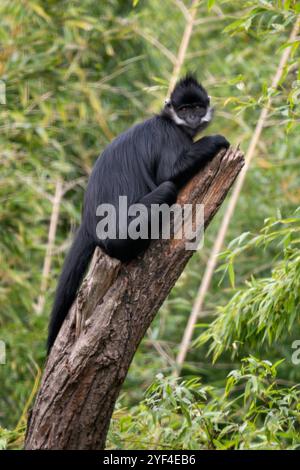 Singe feuille de François - Trachypithecus francoisi, beau primate noir et blanc des forêts et des bois d'Asie du Sud-est, Vietnam. Banque D'Images