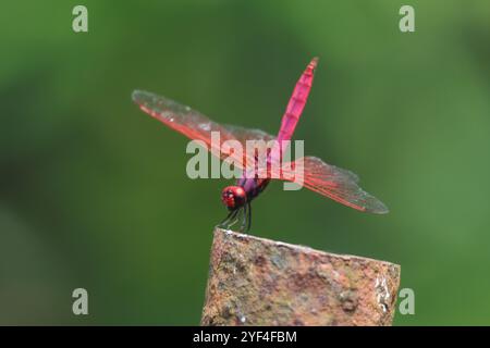 Planeur de marais cramoisi. Trithemis aurora, est une espèce de libellulidae de la famille des Libellulidae. On le trouve tout au long de l'année à travers le subco indien Banque D'Images