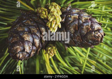 Vue de dessus de deux cônes de pin nain de Sibérie à feuilles persistantes (Pinus pumila) . Gros plan floral naturel, ambiance de Noël. Photo couleur instantanée vintage Banque D'Images