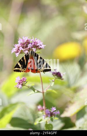 Tigre de Jersey ou drapeau espagnol (Euplagia quadripunctaria), sucer le nectar sur l'agrimonie de chanvre (Eupatorium cannabinum, dans un vignoble, gros plan, Moselle vall Banque D'Images