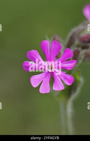 campion rouge (Silene dioica), gros plan d'une fleur dans un pré, Wilnsdorf, Rhénanie du Nord-Westphalie, Allemagne, Europe Banque D'Images