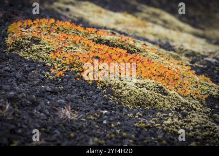 Feuilles virant au rouge-jaune en automne, saule arctique ou saule arctique (Salix arctica), mousse, près de Laugafell, Highlands, Islande, Europe Banque D'Images