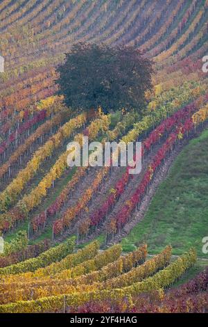 Paysage vallonné avec des vignes, photographié en automne à Cejkovice, au sud de la Moravie en République tchèque. La région est connue sous le nom de Toscane morave Banque D'Images