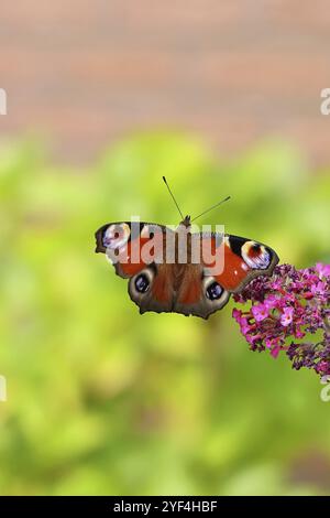 Papillons de paon (Inachis io) sucant le nectar sur le buisson de papillons (Buddleja davidii), dans un environnement naturel dans la nature, gros plan, la faune, les insectes Banque D'Images