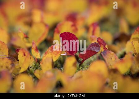 Feuilles virant au rouge-jaune en automne, saule arctique ou saule arctique (Salix arctica), près de Laugafell, Highlands, Islande, Europe Banque D'Images