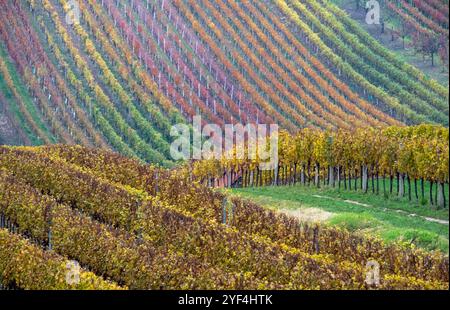 Paysage vallonné avec des vignes, photographié en automne à Cejkovice, au sud de la Moravie en République tchèque. La région est connue sous le nom de Toscane morave Banque D'Images