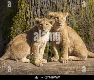 Lion asiatique (Panthera leo persica), deux petits assis sur un tronc d'arbre et regardant attentivement, se produisant en Inde, captifs Banque D'Images