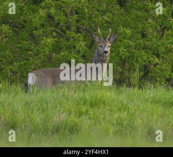 Cerf rou (Capreolus capreolus), roebuck avec changement de cheveux commençant debout dans un pré et regardant attentivement, faune, Thuringe, Allemagne, Europe Banque D'Images