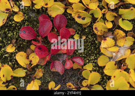 Feuilles virant au rouge-jaune en automne, saule arctique ou saule arctique (Salix arctica), près de Laugafell, Highlands, Islande, Europe Banque D'Images