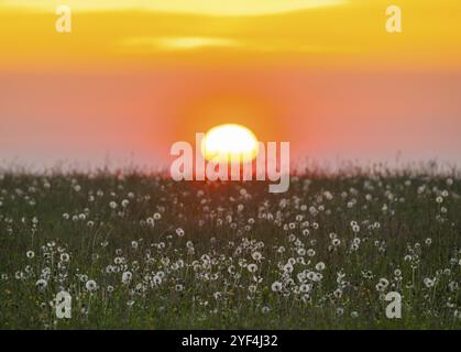 Prairie avec peuplements fruitiers du pissenlit commun (Taraxacum sect. Ruderalia), pissenlits, au lever du soleil, ciel rouge, Thuringe, Allemagne, Europe Banque D'Images