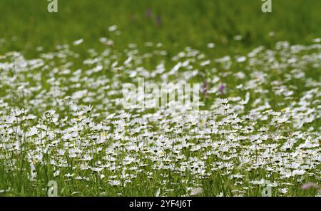 Prairie aux marguerites (Leucanthemum), Allemagne, Europe Banque D'Images