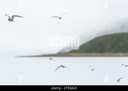 Sternes arctiques (Sterna paradisea) en vol, près de Hofsos ou Hofsos, SkagafjoerÃ°ur, NorÃ°urland, Islande, Europe Banque D'Images