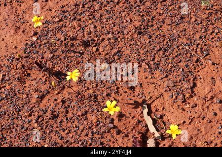 Fond de texture de sol rouge avec une floraison jaune Dampiera luteiflora au printemps dans l'outback australien, Kalgoorlie, Australie occidentale Banque D'Images