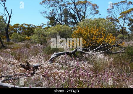 Le printemps dans l'outback d'Australie occidentale, lorsque des fleurs sauvages endémiques comme la lavande Mulla mulla, des marguerites éternelles et un arbuste jaune sont en proie à l'embrasement Banque D'Images