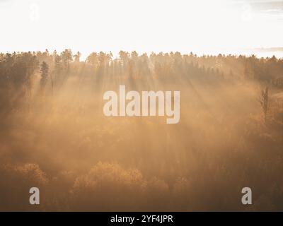 Forêt dans la lumière du matin avec des rayons de soleil dorés pénétrant à travers le brouillard et éclairant les arbres d'automne, Gechingen, Forêt Noire, Allemagne, Euro Banque D'Images