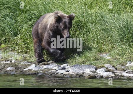 Faune Kamtchatka : jeune ours brun du Kamtchatka marche le long de la rive de la rivière par une journée ensoleillée. Eurasie, péninsule du Kamtchatka, extrême-Orient, Russie, Europe Banque D'Images