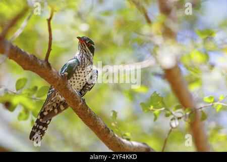 Coucou doré, espèce afrotropicale, famille des coucous dorés, coucou, (Chrysococcyx caprius), Wadi Darbat, Salalah, Dhofar, Oman, Asie Banque D'Images