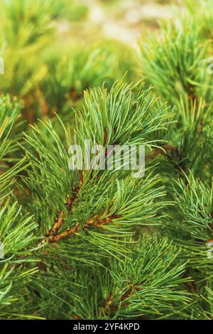 Aiguilles de branche PIN de pierre japonaise Pinus Pumila. Plante médicinale conifères naturelle utilisée en médecine traditionnelle et populaire. Vue verticale rapprochée o Banque D'Images